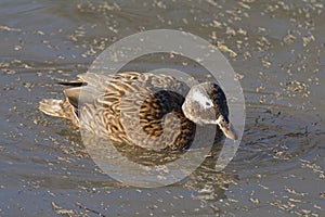 Laysan Teal