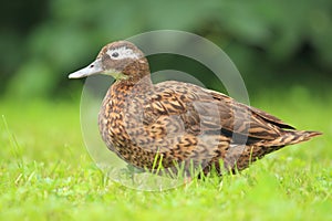 Laysan teal