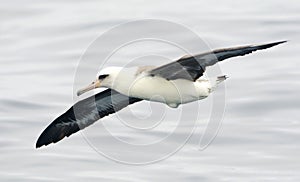 Laysanalbatros, Laysan Albatross, Phoebastria immutabilis