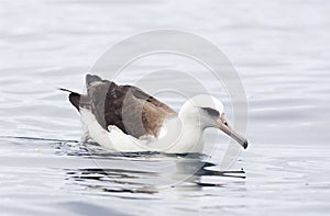 Laysanalbatros, Laysan Albatross, Phoebastria immutabilis