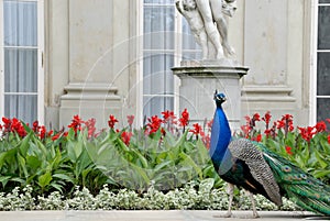 Lazienki Peacock