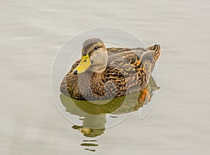 Lazily Swimming Mottled Duck