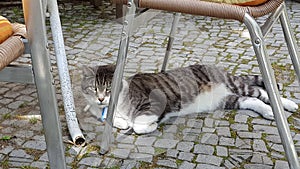 Lazing cat