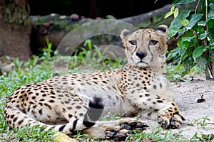 Lazing cheetah