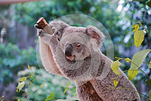 Lazing Koala
