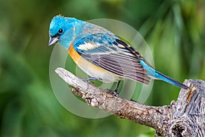 Lazuli Bunting