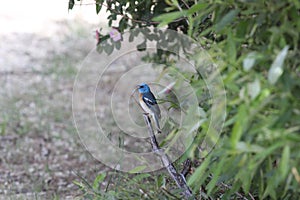 Lazuli Bunting Passerina amoena 2