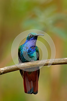 Lazuline Sabrewing, Campylopterus falcatus, El Dorado Lodge, Nevado de Santa Marta, hummingbird sitting on the branch photo