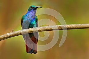 Lazuline Sabrewing, Campylopterus falcatus, hummingbird in natural habitat, Colombia. Green bird with blue nature background. Wild photo