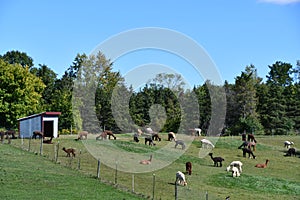 Lazy Acre Alpacas in Bloomfield, New York