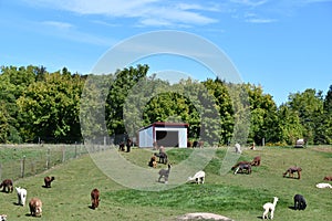 Lazy Acre Alpacas in Bloomfield, New York