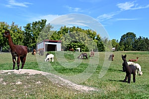 Lazy Acre Alpacas in Bloomfield, New York