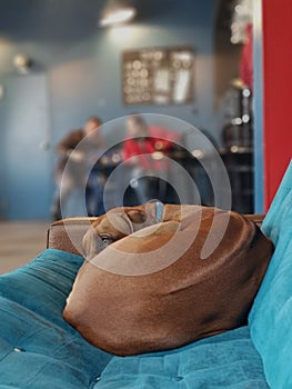 Lazy Afternoon / Dogs Friendly Caffe Bar photo