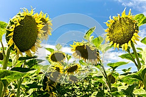 Lazy Afternoon - Droopy Sunflowers