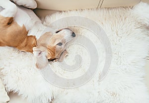 Lazy beagle dog lies on sofa