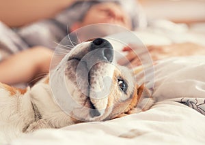 Lazy beagle lying in bed with his sleeping owner