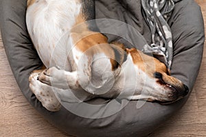 Lazy beagle puppy lying on his pillow indoors