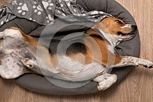 Lazy beagle puppy lying on his pillow indoors