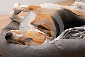 Lazy beagle puppy lying on his pillow indoors