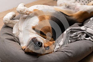 Lazy beagle puppy lying on his pillow indoors