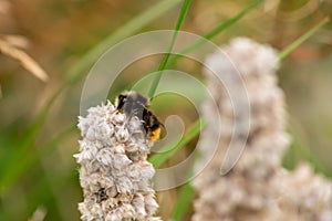 Lazy bee rests on a white flower. photo