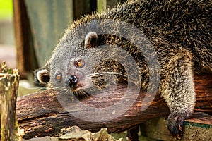 Lazy binturong or philipino bearcat relaxing on the tree, Palawan, Philippines