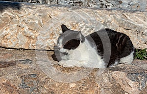 Lazy black and white cat sleeping in the sun lying on its paws