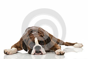 Lazy boxer dog lying on white background