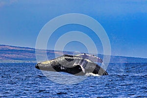 Lazy breach by a tired looking humpback.