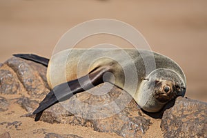 Lazy brown fur seal Arctocephalus pusillus staring at camera