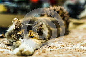 Lazy cat on the bed