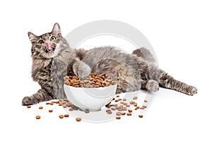 Lazy Cat Eating Big Bowl of Food