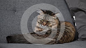 A lazy cat lying asleep on the comfortable sofa in living room.