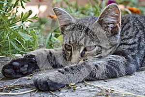 Lazy cat is lying on a bench