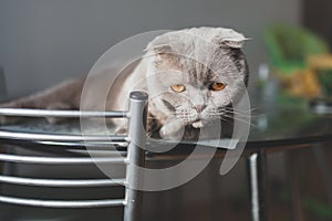 Lazy cat lying on a kitchen table