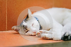 Lazy cat lying on orange ceramic floor, shallow dept of field