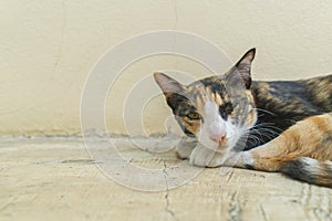 Lazy cat lying sleepy on ground