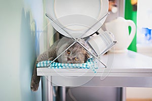 Lazy cat lying under the dish drainer