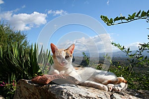 Lazy cat in mystras