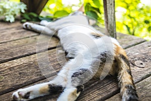 Lazy cat nap of a blurred bokah cat