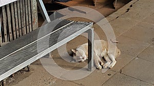 Lazy cat napping under the bench