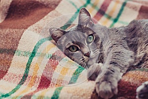 Lazy cat relaxing on soft blanket. Pets, lifestyle, cozy autumn or winter weekend, cold weather concept.