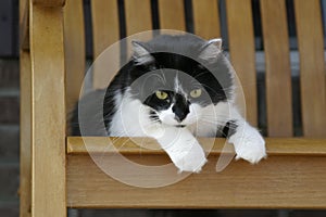 Lazy cat resting in a rocking chair