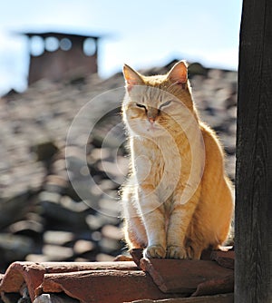 Lazy cat on roof