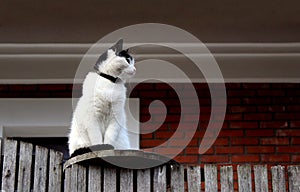 A lazy cat sits on a fence and looks lazily into the distance