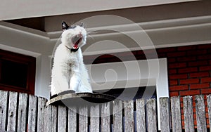 A lazy cat sits on a fence and yawns
