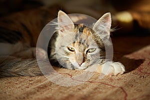 Lazy cat sleeps on sofa