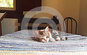 Kitten on top of bed