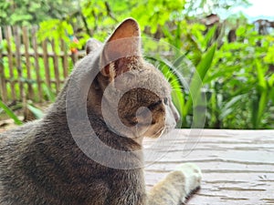 lazy cat on the wooden table, Thai cat, Siamese cats