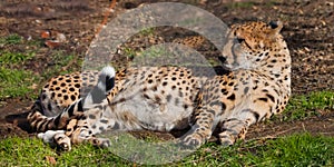 A lazy cheetah with orange skin lit by the sun lies in the green spring grass